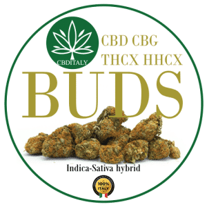CBD-CBG-THCX-HHCX Kaņepju ziedi