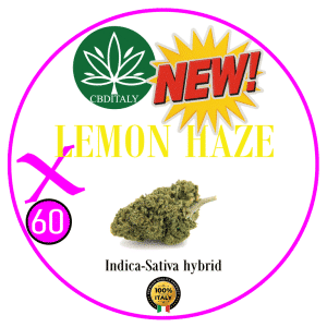 LEMON HAZE X HHCP-M 60%